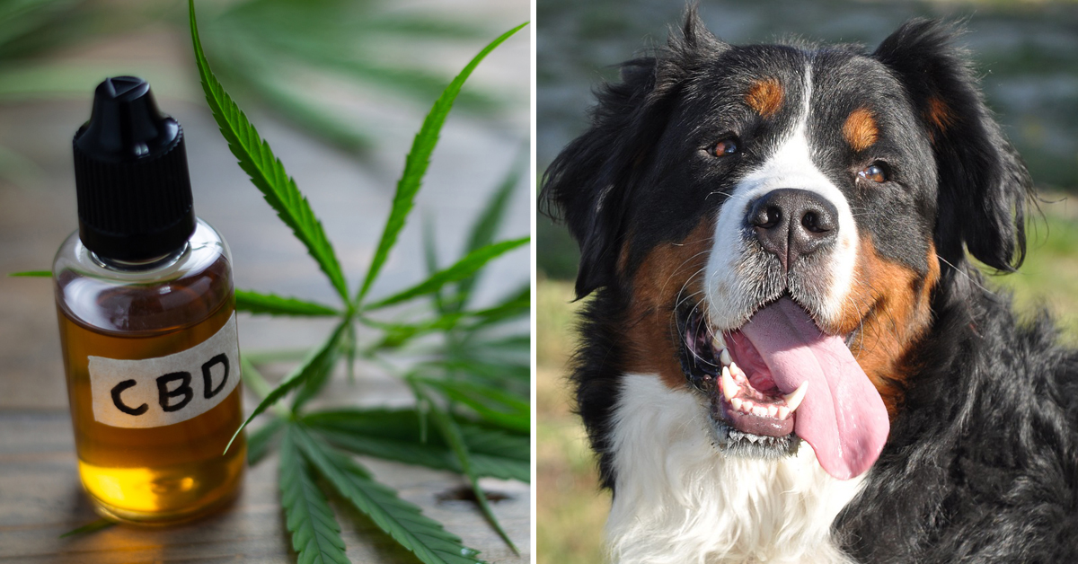 CBD Oil for Bernese Mountain Dog: How CBD from Hemp Can Help Your Bernese Mountain Dog’s Joint Pain & More
