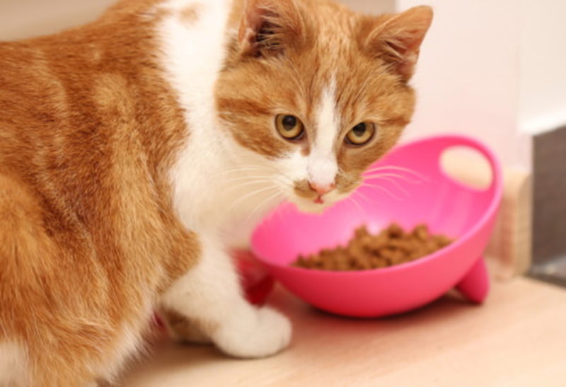 Cat Won’t Eat? 8 Possible Reasons & How To Resolve Them