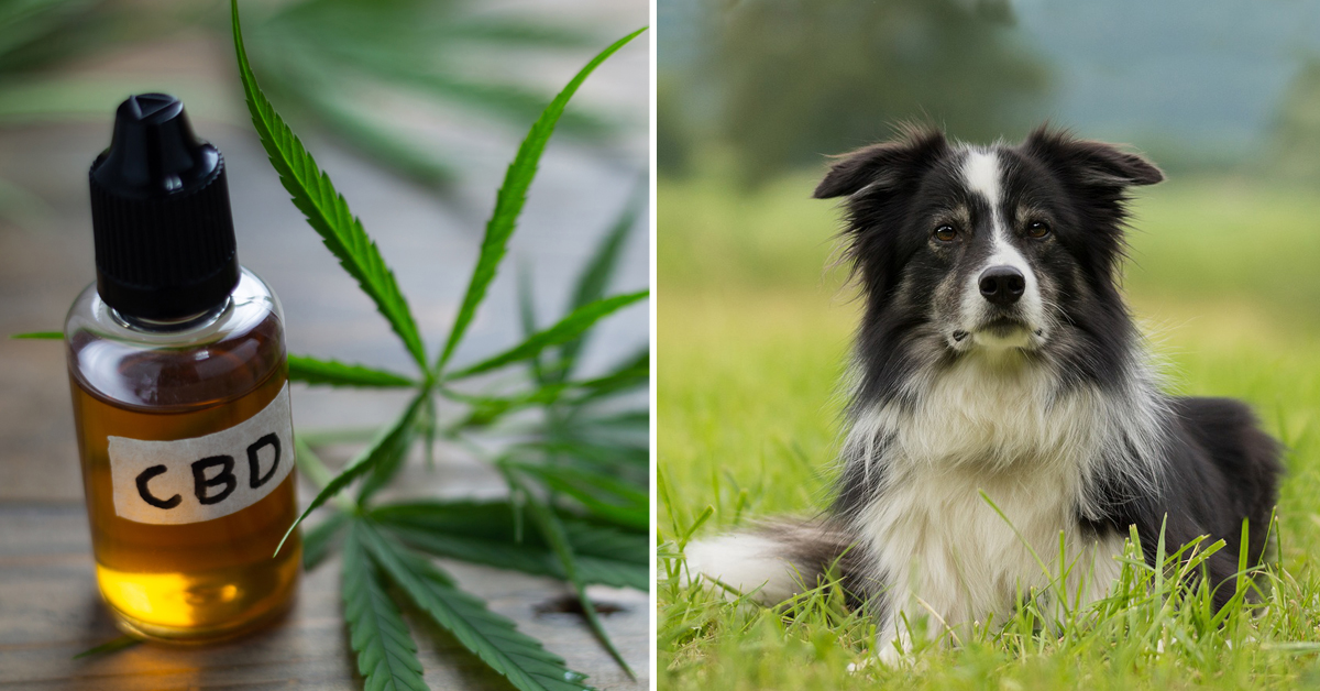 CBD Oil for Collie: How CBD from Hemp Can Help Your Collie’s Joint Pain & More