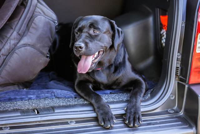 panting dog travel anxiety