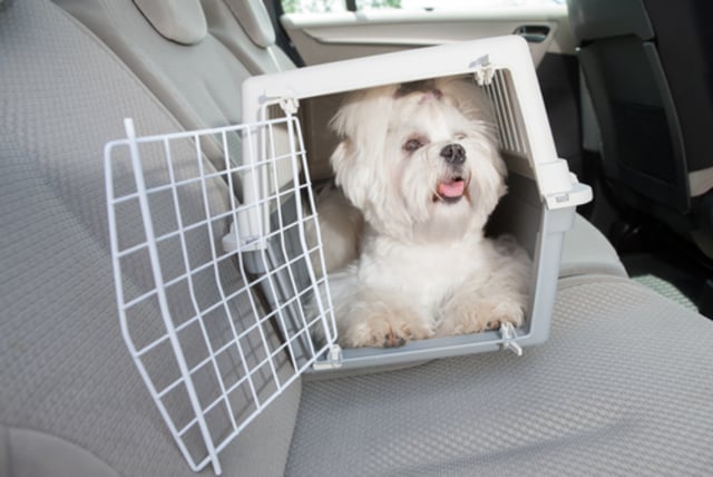 motion sickness in dogs