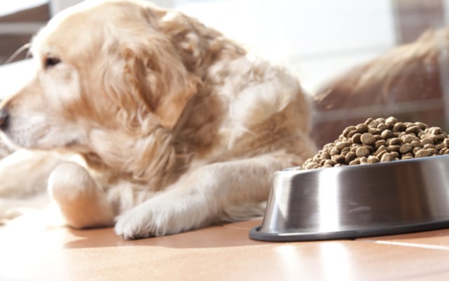 Dog Not Eating? 8 Possible Causes & How To Resolve Them