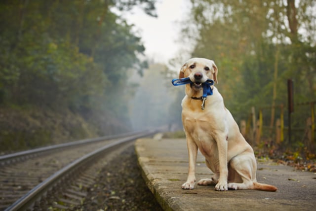 dog travel anxiety