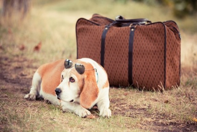 travel anxiety in dogs