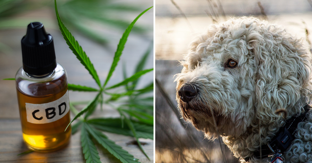 CBD Oil for Goldendoodle: How CBD from Hemp Can Help Your Goldendoodle’s Joint Pain & More