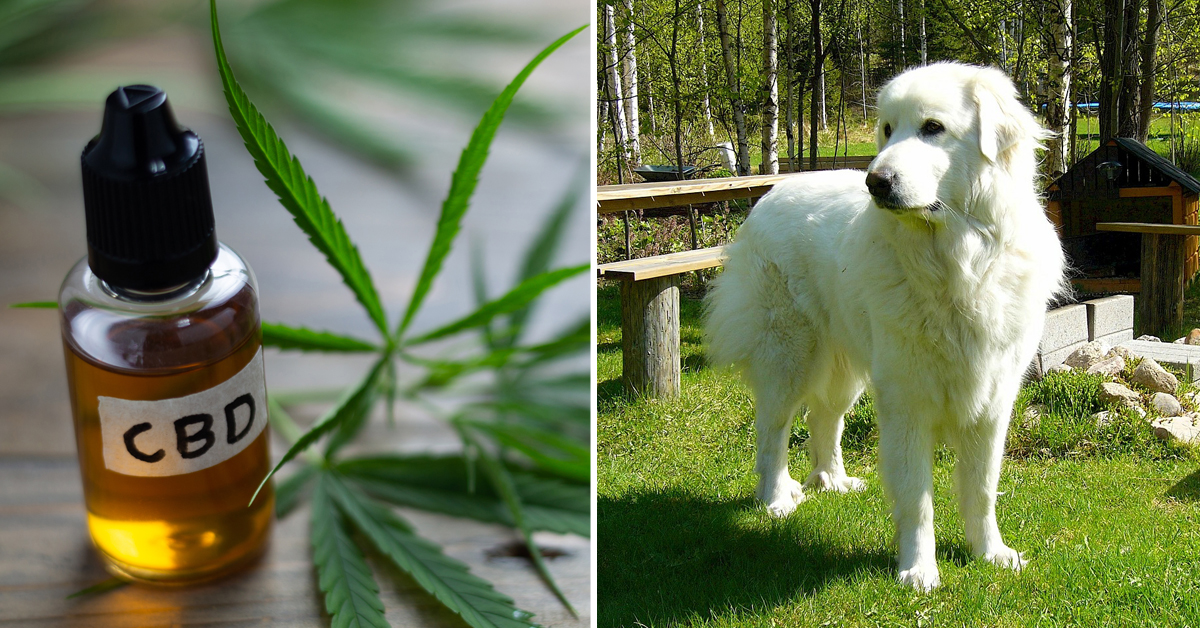 CBD Oil for Great Pyrenees: How CBD from Hemp Can Help Your Great Pyrenee’s Joint Pain & More