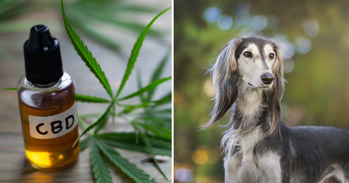 CBD Oil for Greyhound: How CBD from Hemp Can Help Your Greyhound’s Joint Pain & More