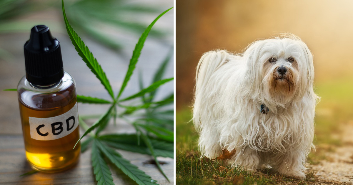 CBD Oil for Havanese: How CBD from Hemp Can Help Your Havanese’s Joint Pain & More