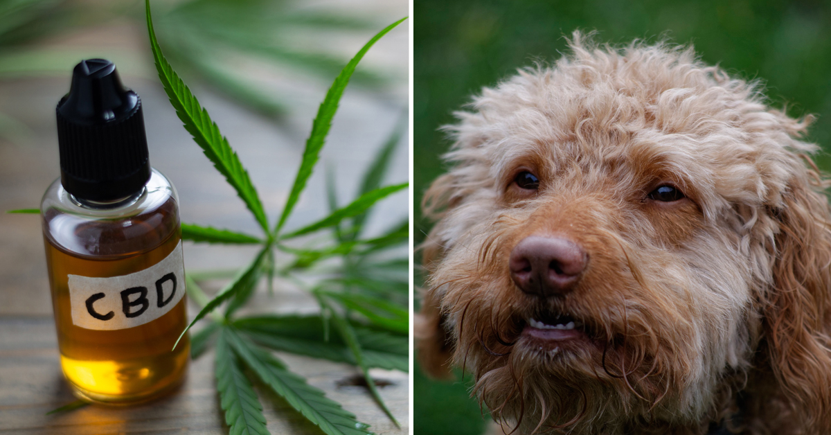 CBD Oil for Labradoodle: How CBD from Hemp Can Help Your Labradoodle’s Joint Pain & More