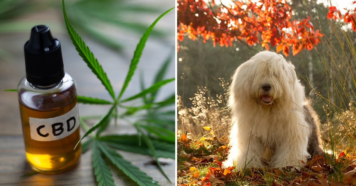 CBD Oil for Old English Sheepdog: How CBD from Hemp Can Help Your Old English Sheepdog’s Joint Pain & More
