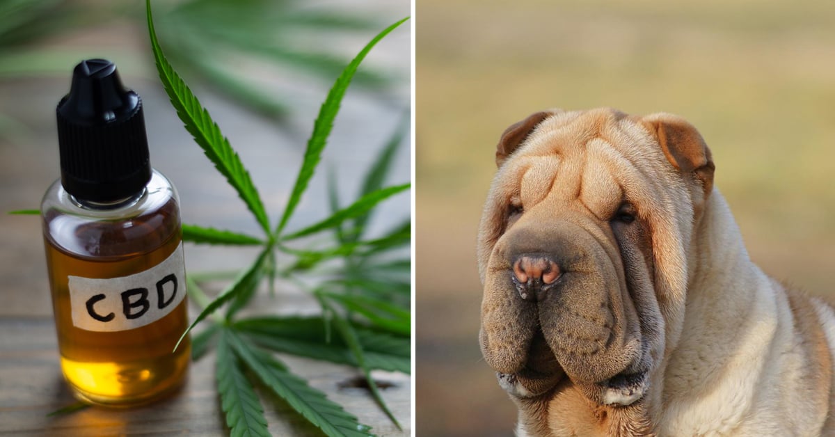 CBD Oil for Shar Pei: How CBD from Hemp Can Help Your Shar Pei’s Joint Pain & More