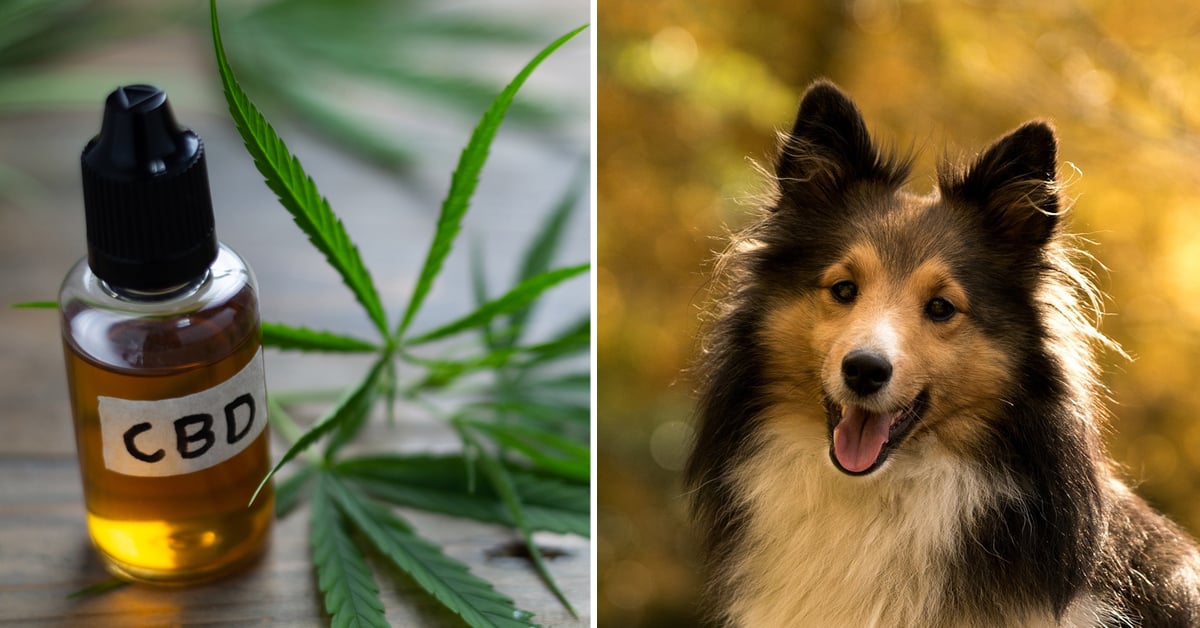 CBD Oil for Sheltie: How CBD from Hemp Can Help Your Sheltie’s Joint Pain & More
