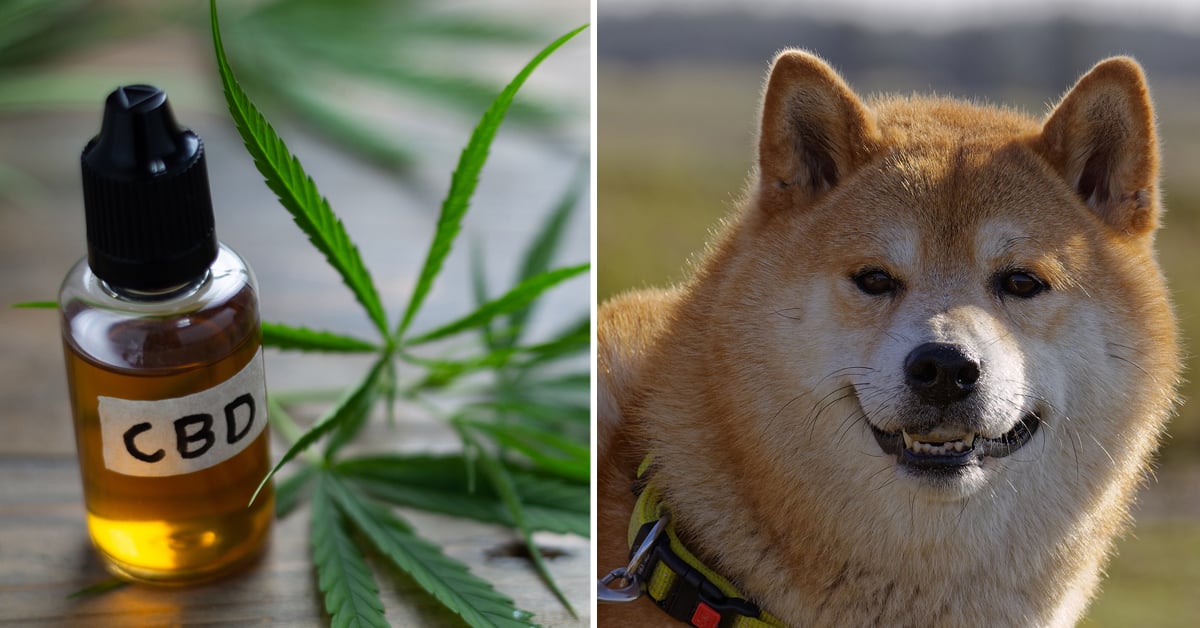CBD Oil for Shiba Inu: How CBD from Hemp Can Help Your Shiba Inu’s Joint Pain & More