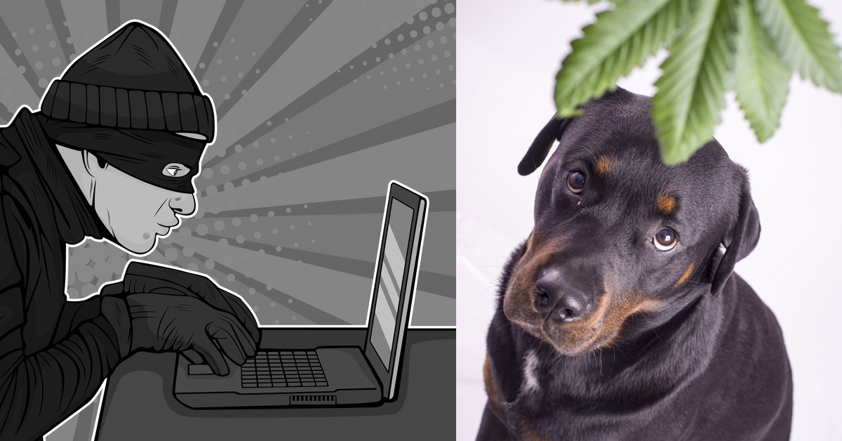 How to Buy CBD for Your Dog Without Getting Scammed
