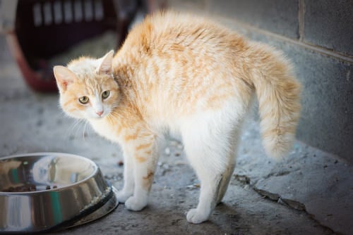 stressed cat wont eat