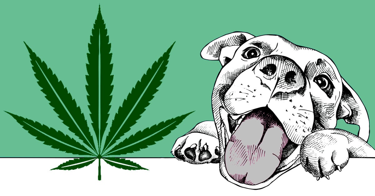 No, CBD Isn’t Weed & Won’t Get A Dog High. Here’s How It Could Help An Anxious or Arthritic Dog