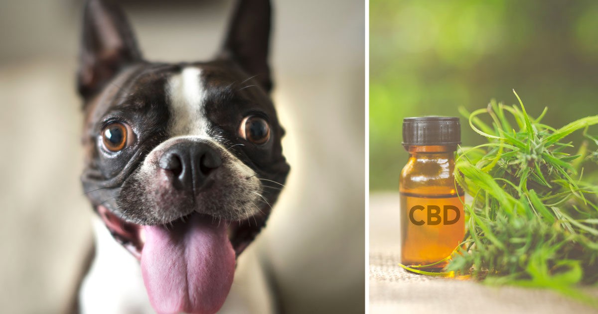 Sorry, CBD won’t cure everything that ails your dog. But here are 3 things it might help.