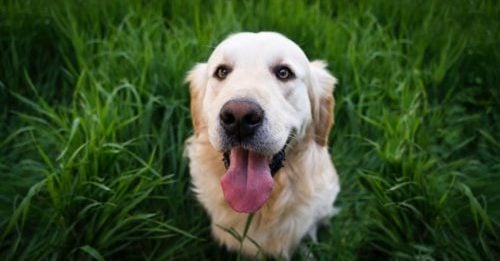 Hemp Oil For Dogs: Why It’s Important To Choose Organic