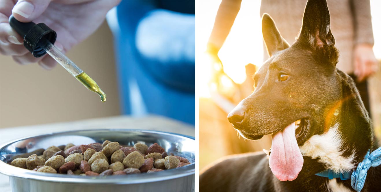 3 Reasons to Give Your Pet CBD Every Single Day