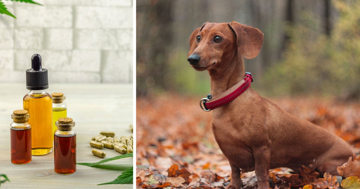 7 Reasons Why So Many Dachshund Owners Are Giving CBD Oil