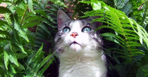 No, CBD is Not Marijuana. Here’s Why It’s Safe, Legal, & Healthy for Your Cat