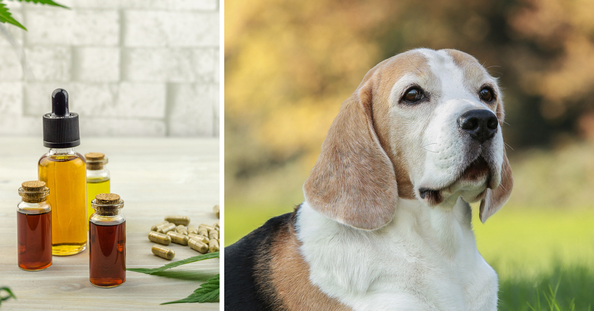 7 Reasons Why So Many Beagle Owners Are Giving CBD Oil