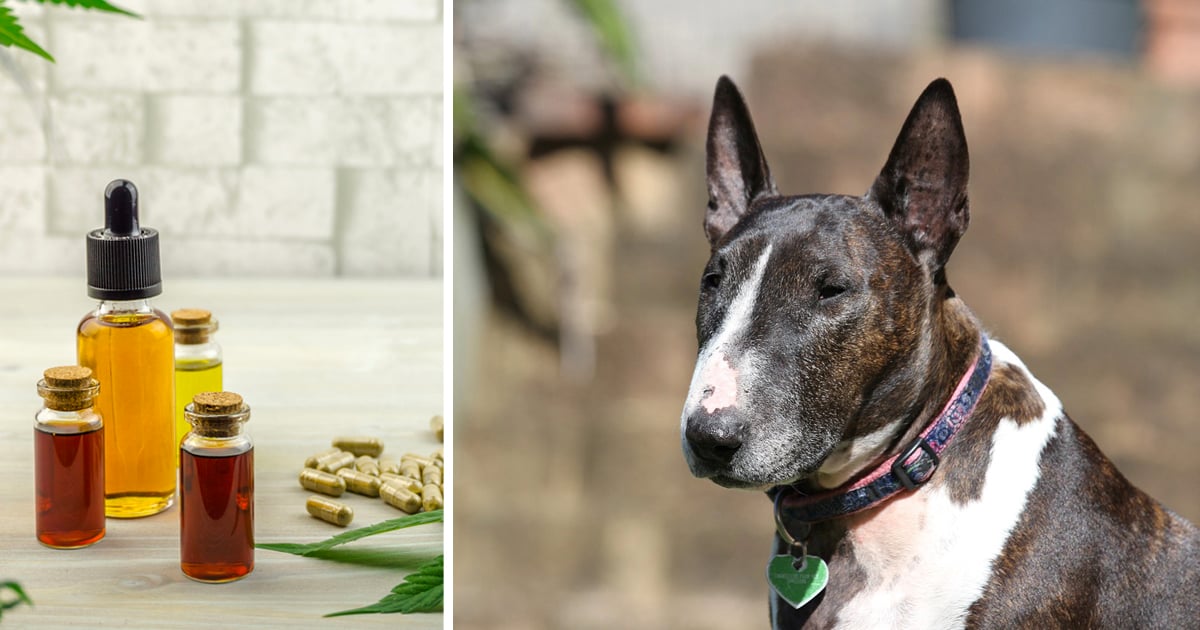 7 Reasons Why So Many Bull Terrier Owners Are Giving CBD Oil