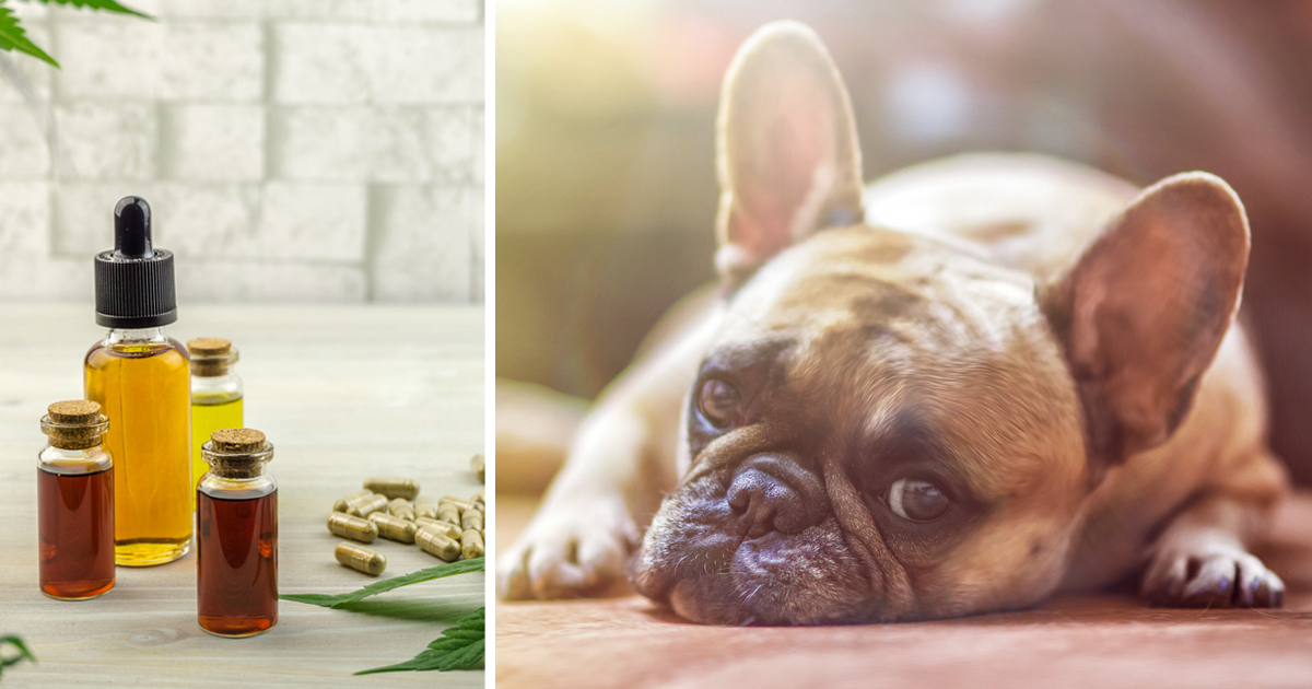 7 Reasons Why So Many Bulldog Owners Are Giving CBD Oil