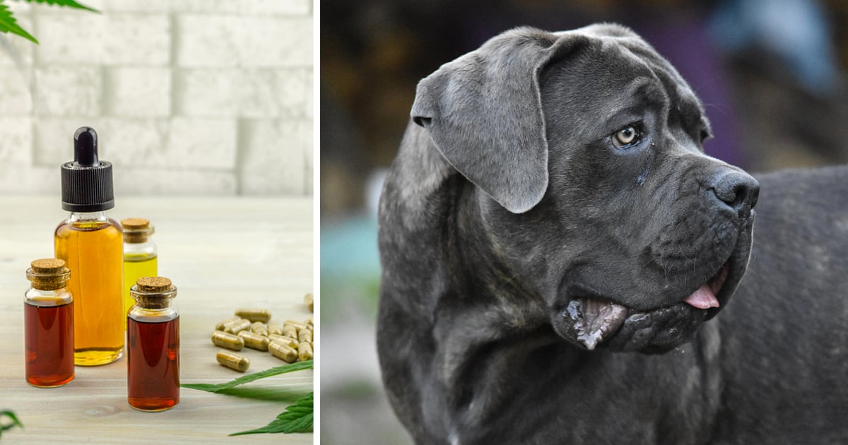 7 Reasons Why So Many Cane Corso Owners Are Giving CBD Oil