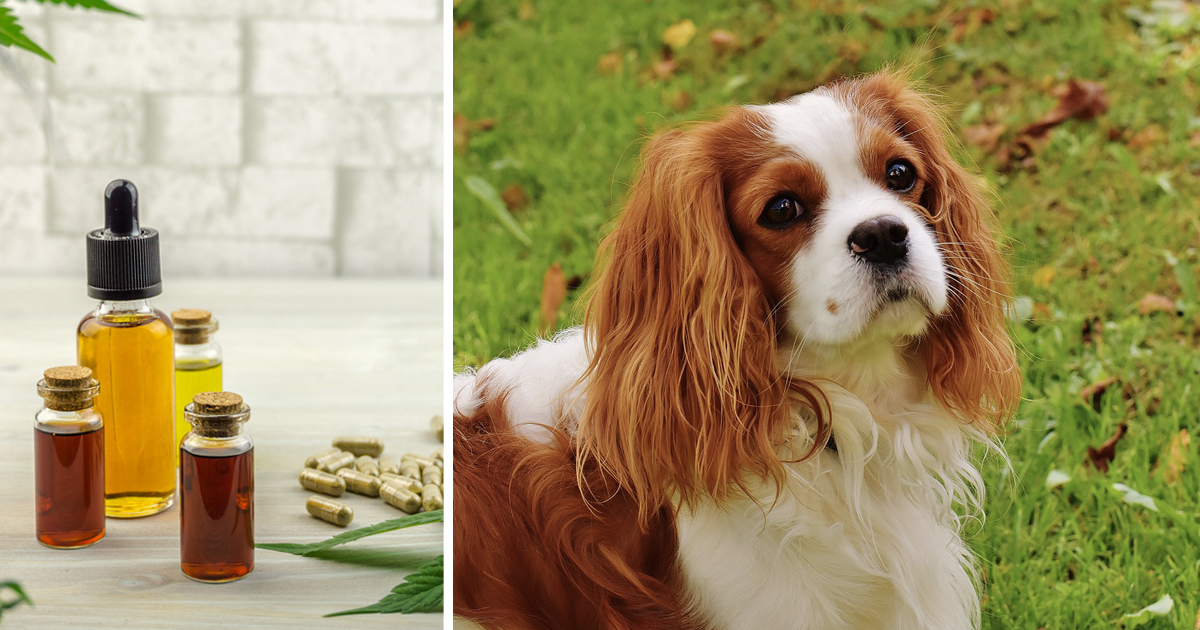 7 Reasons Why So Many Cavalier Owners Are Giving CBD Oil