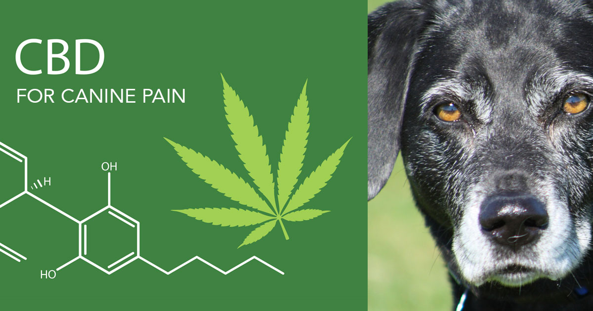 Why does CBD work so well at reducing a dog’s pain?