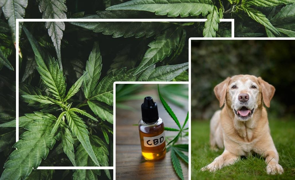 It’s Not a Joint, But It Can Help Your Dog’s Joints
