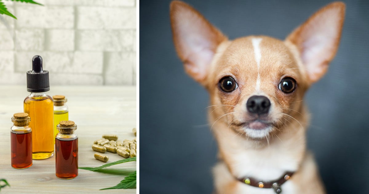 CBD For Chihuahuas: 7 Reasons Why Chihuahua Owners Are Switching