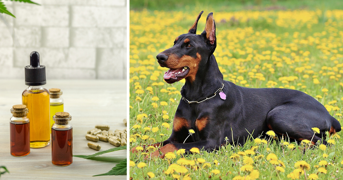 7 Reasons Why So Many Doberman Owners Are Giving CBD Oil