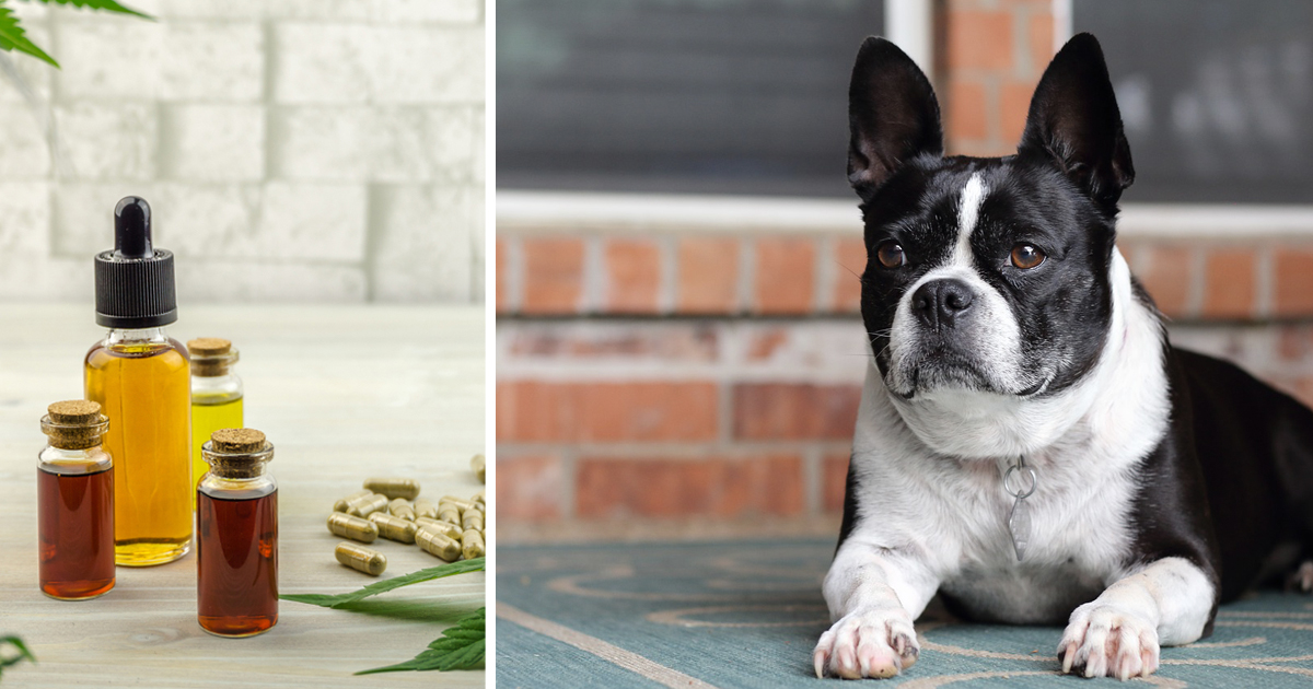 7 Reasons Why So Many Frenchie Owners Are Giving CBD Oil