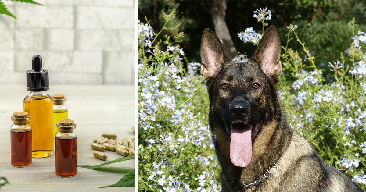 7 Reasons Why So Many German Shepherd Owners Are Giving CBD Oil