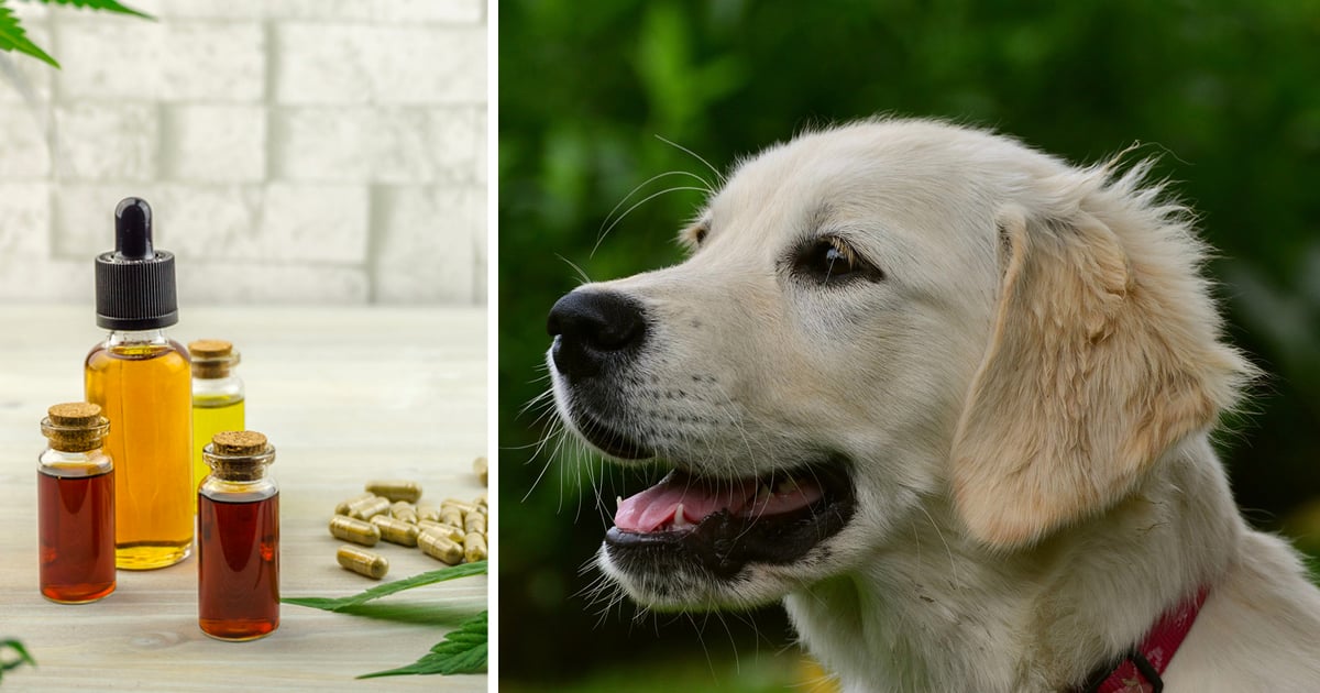 7 Reasons Why So Many Golden Retriever Owners Are Giving CBD Oil