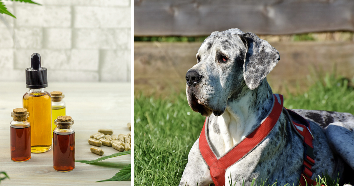 7 Reasons Why So Many Great Dane Owners Are Giving CBD Oil