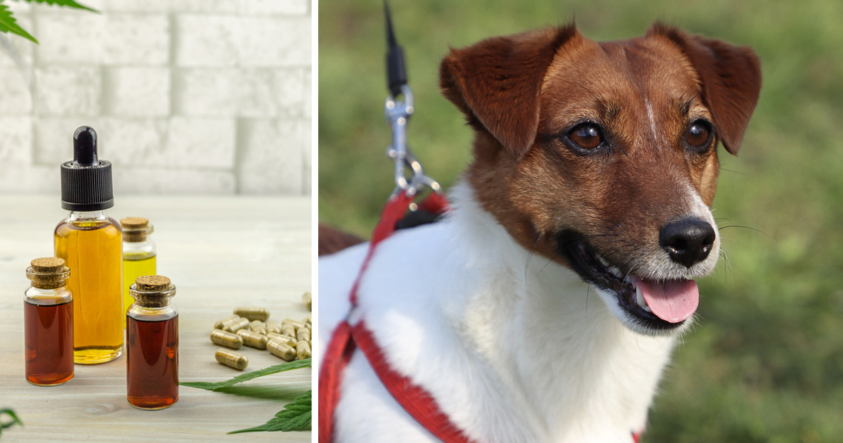 7 Reasons Why So Many Jack Russell Owners Are Giving CBD Oil