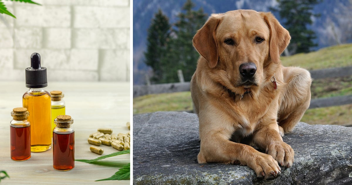 7 Reasons Why So Many Labrador Owners Are Giving CBD Oil