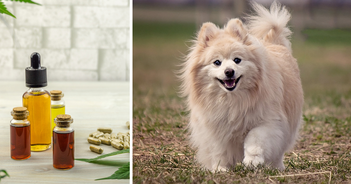 7 Reasons Why So Many Pomeranian Owners Are Giving CBD Oil