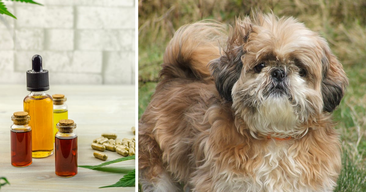 7 Reasons Why So Many Shih Tzue Owners Are Giving CBD Oil