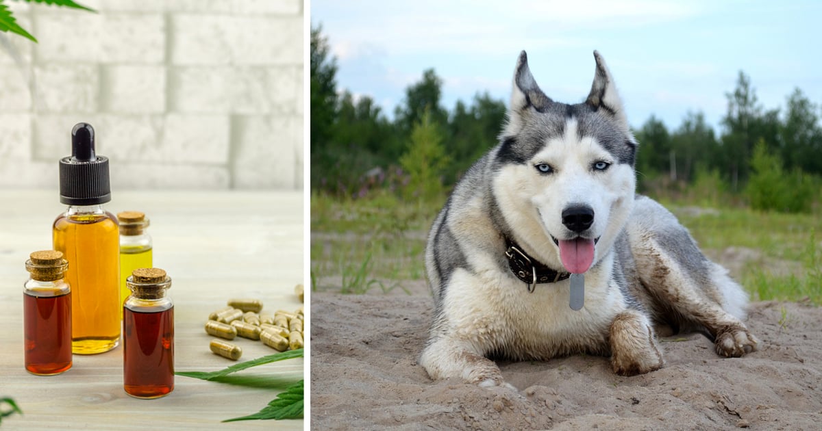 7 Reasons Why So Many Siberian Husky Owners Are Giving CBD Oil