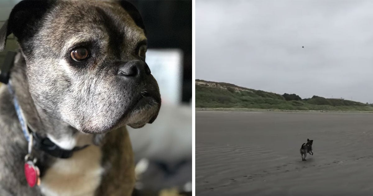 Adorable 12 Year Old “Half Pit Bull, Half Pug” With Joint Discomfort Tries CBD Oil – “Life Is Good!”