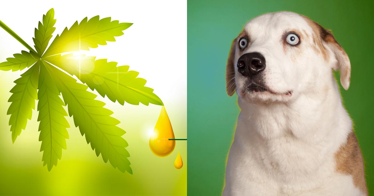 Does CBD Get Dogs High?