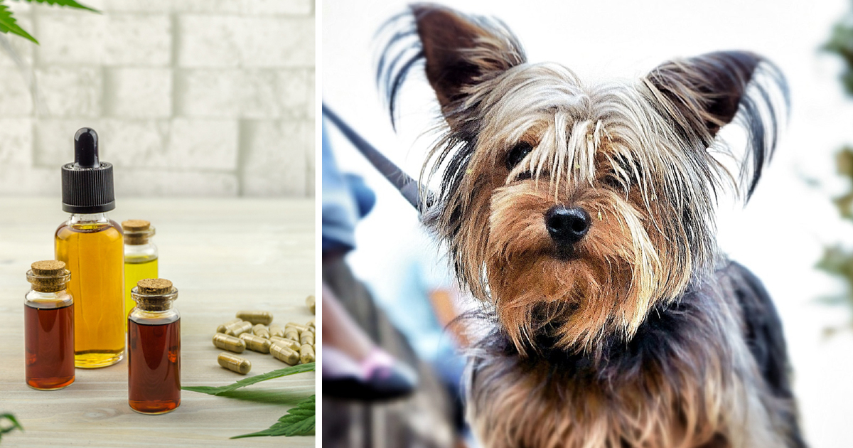 7 Reasons Why So Many Yorkie Owners Are Giving CBD Oil