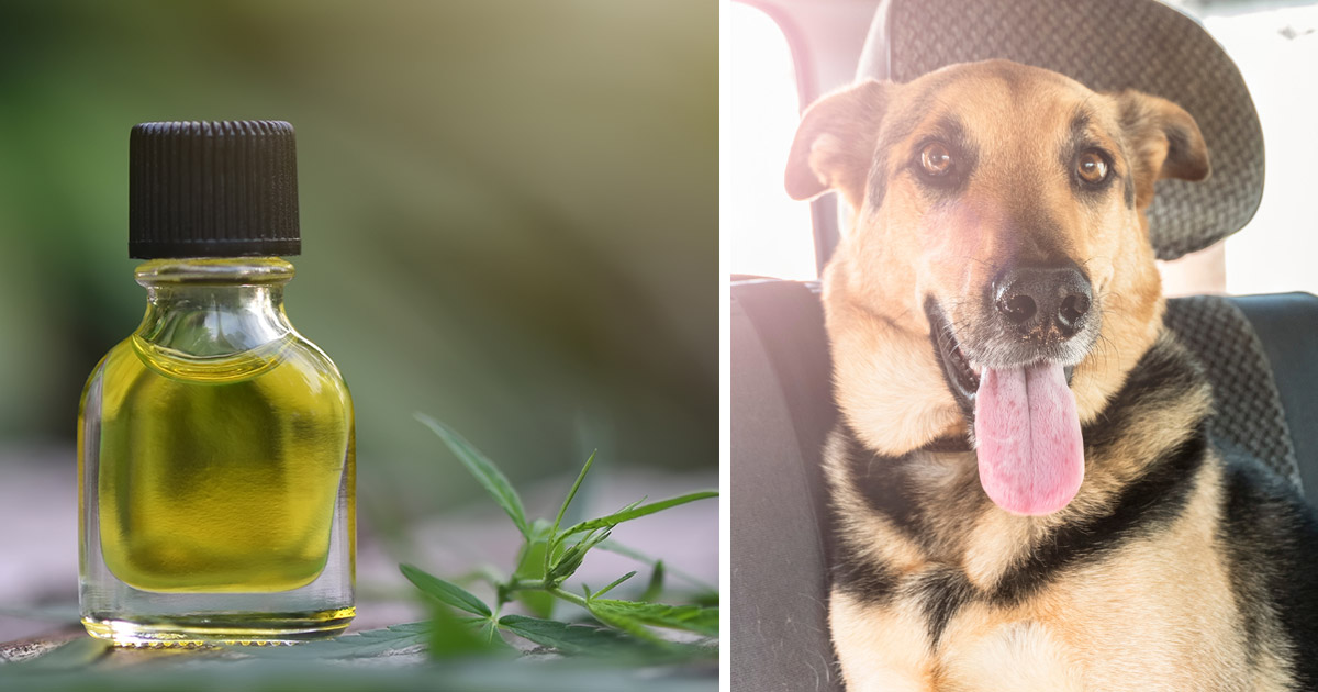 How CBD Oil Can Help Your Dog’s Car Sickness