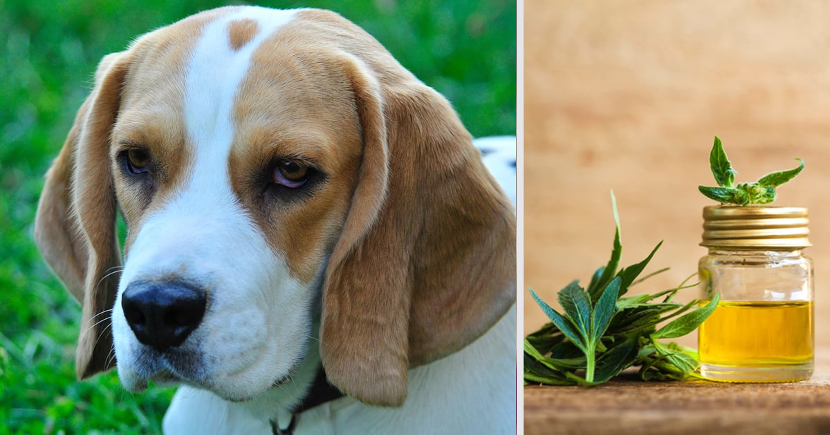 How CBD Oil May Help Your Beagle’s Anxiety