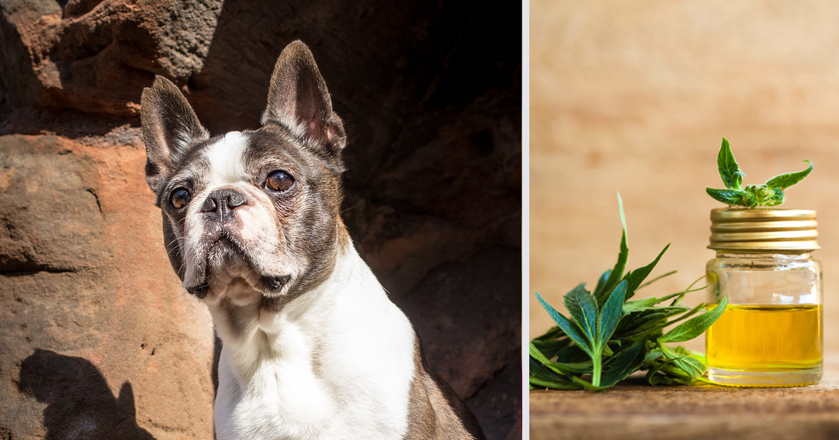 How CBD Oil May Help Your Boston Terrier’s Anxiety