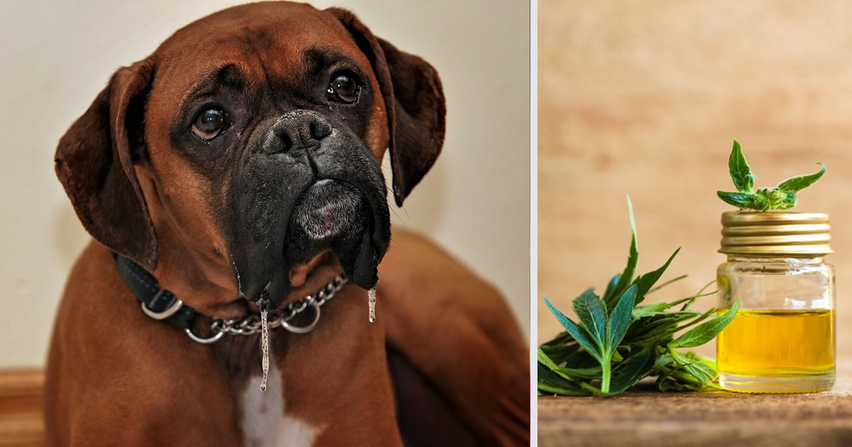 How CBD Oil May Help Your Boxer’s Anxiety